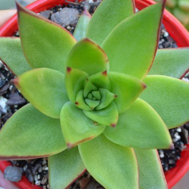 Echeveria Agavoides Red Edge