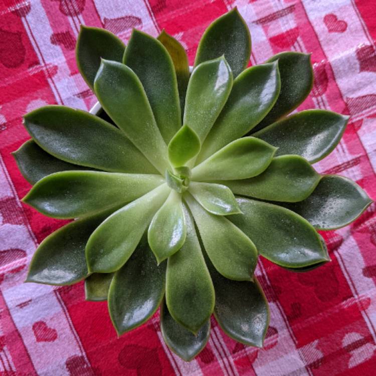 Plant image Echeveria Allegra