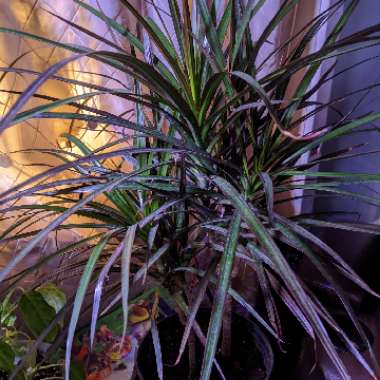 Dracaena marginata 'Bicolour'