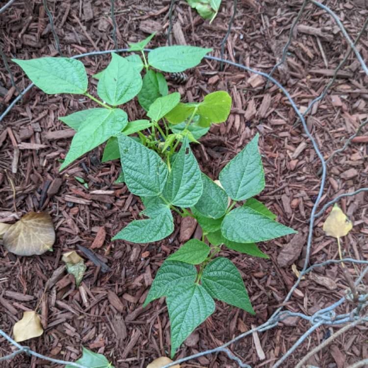 Plant image Phaseolus vulgarus 'Burpee Stringless'