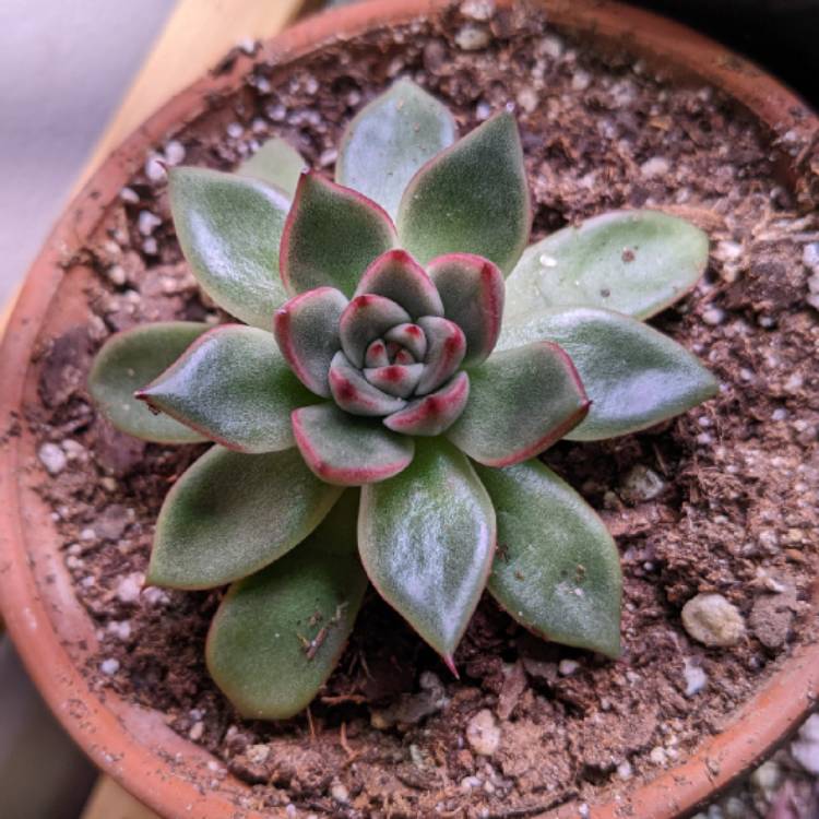 Plant image Echeveria Agavoides Bronze Beauty