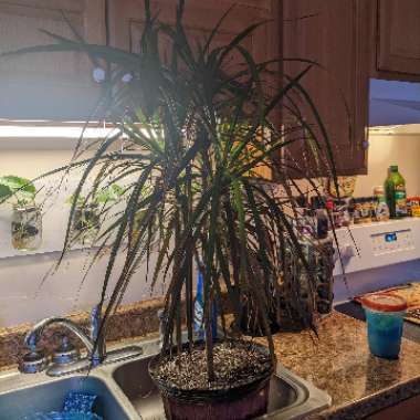 Dracaena marginata 'Bicolour'