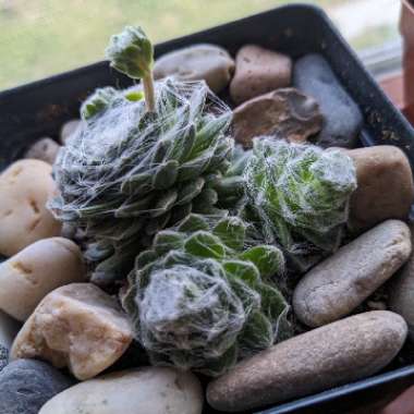 Sempervivum Arachnoideum Cobweb