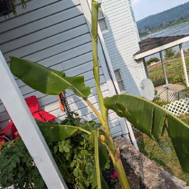 Musa acuminata x balbisiana 'Blue Java'