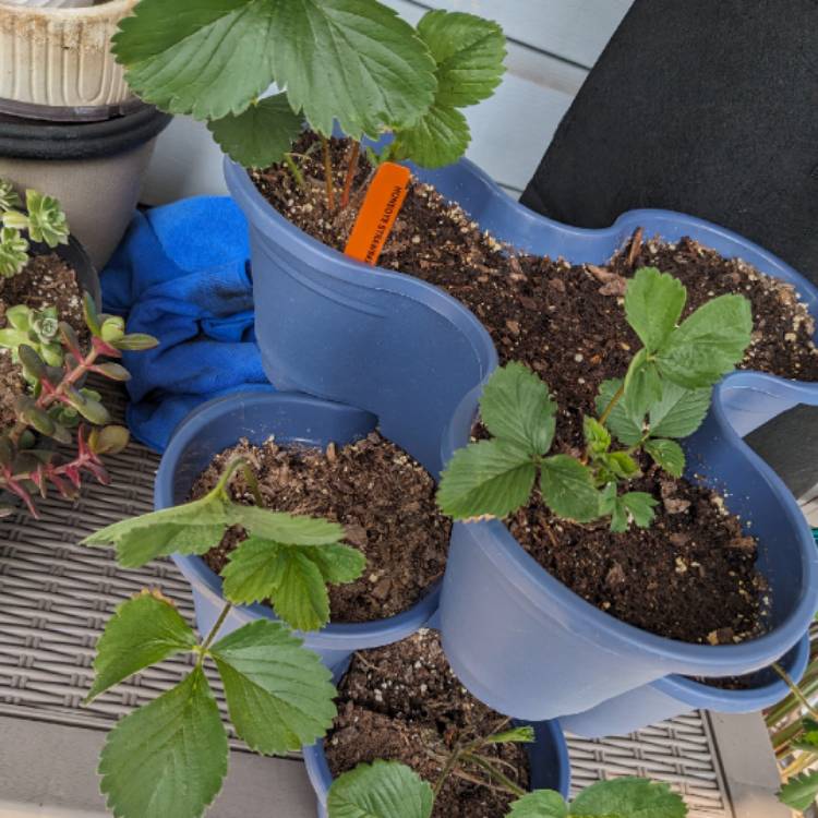 Plant image Fragaria x ananassa 'Honeoye'