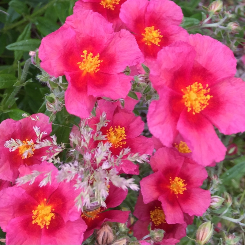 Cistus 'Alan Fradd'