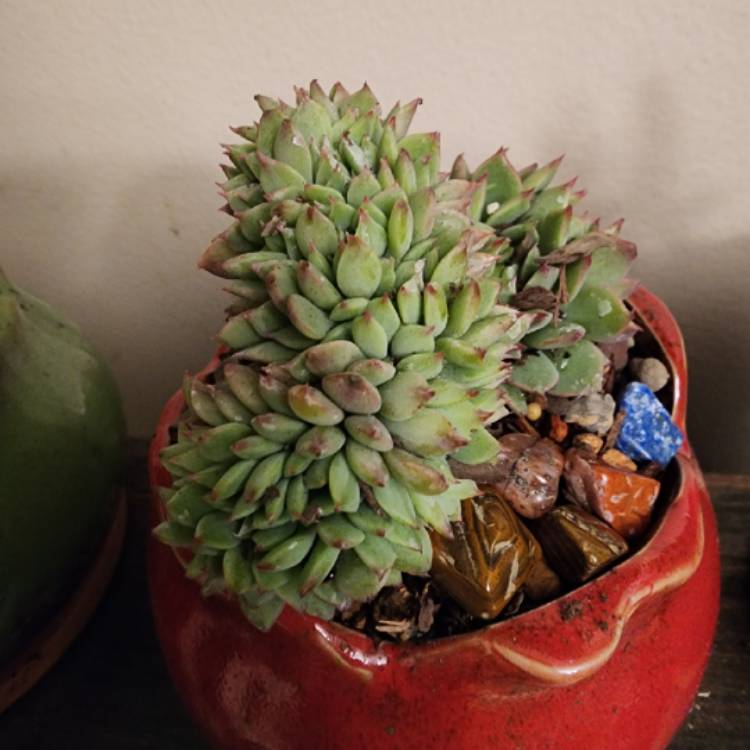 Plant image Echeveria Ramillete Cristata