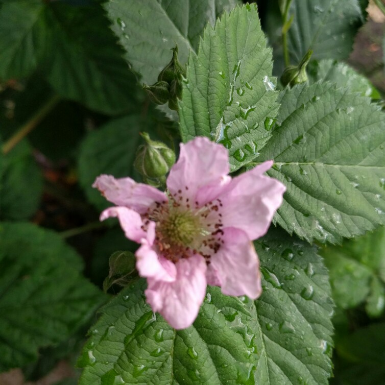 Plant image Rubus fruticosus x ideaus