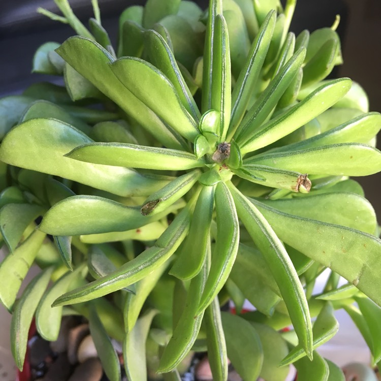 Plant image Peperomia dolabriformis 'Maxi'