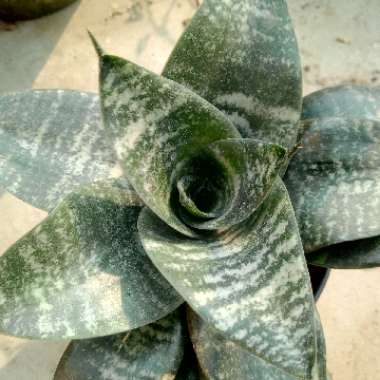 Birds-nest snake plant