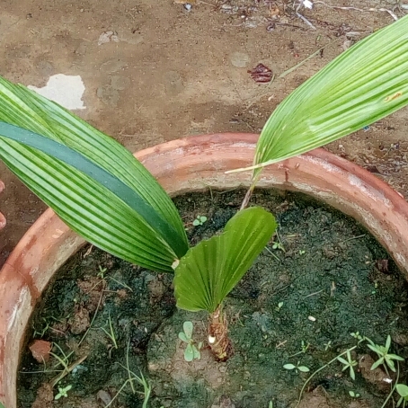 Plant image Molineria Capitulata