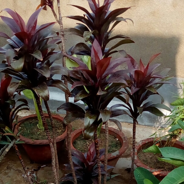 Plant image Cordyline 'Purple Compacta'