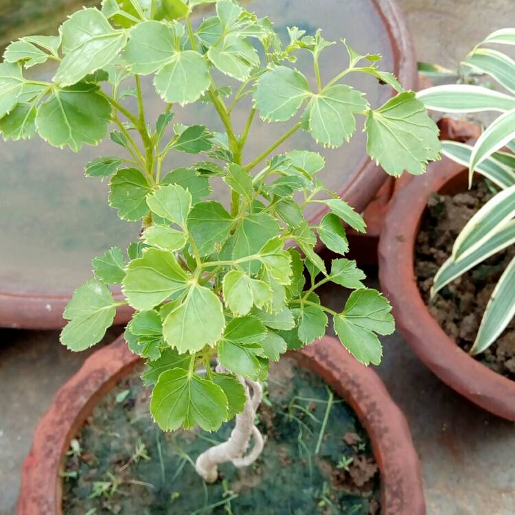 Plant image Polyscias Fruticosa