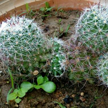 Mammillaria beneckei