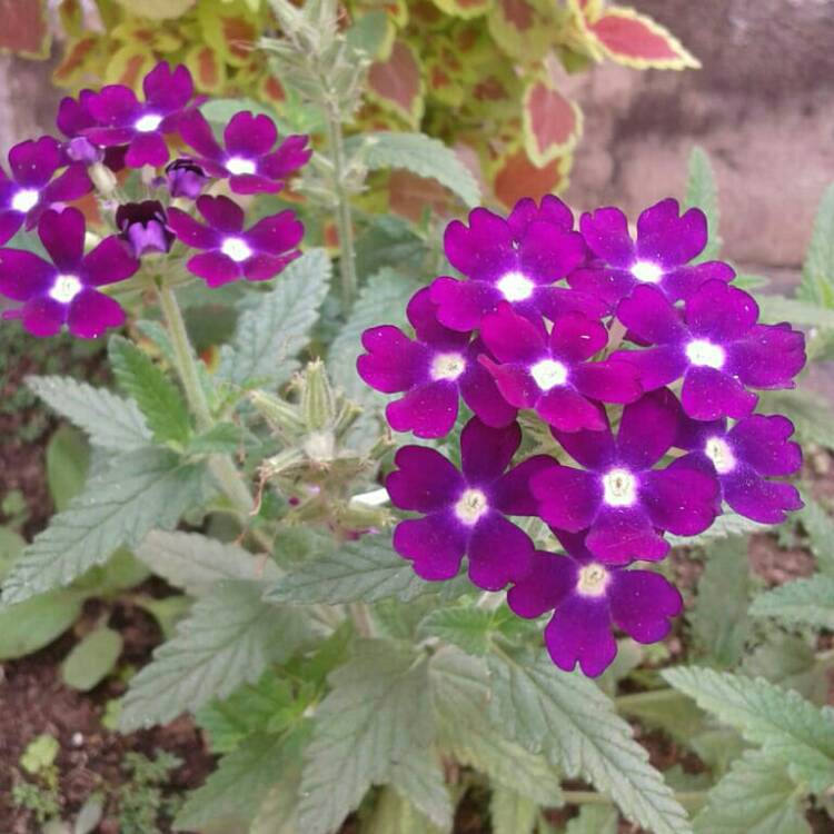 Plant image Verbena 'Obsession Blue With Eye'