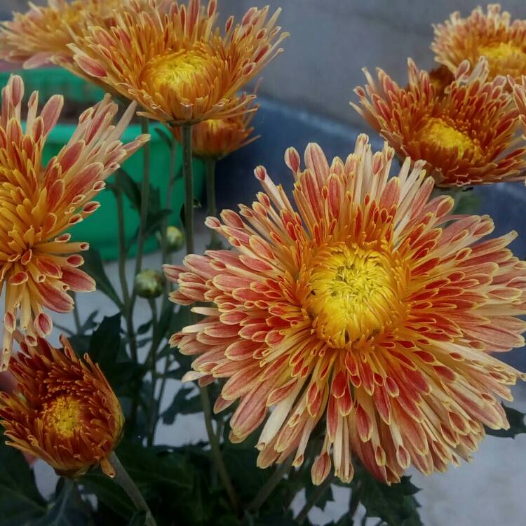 Plant image Chrysanthemum 'Bruno Bronze'