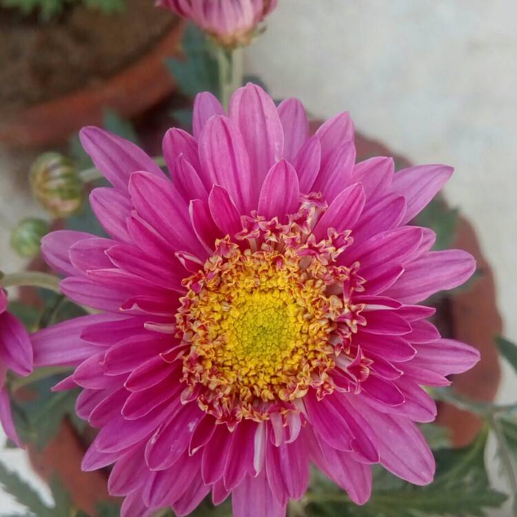 Plant image Chrysanthemum 'Smokey Purple'