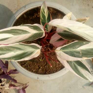 Stromanthe sanguinea 'Triostar'