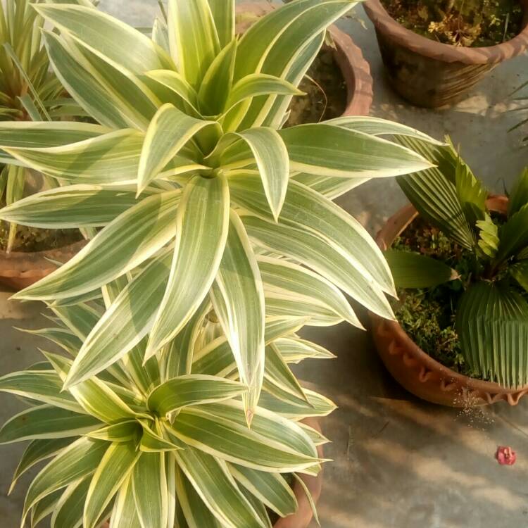 Plant image Dracaena Reflexa 'Variegata'