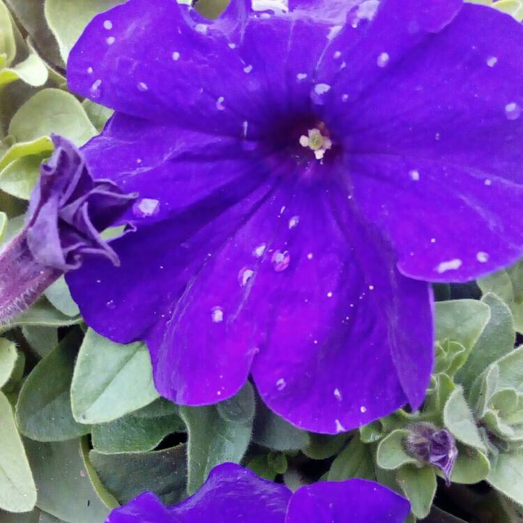 Plant image Petunia x hybrida 'F1 Ultra 'Blue'