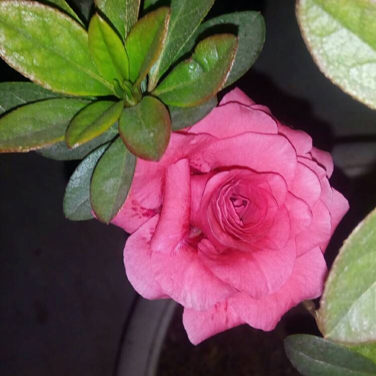 Plant image Rhododendron 'Red Wing'