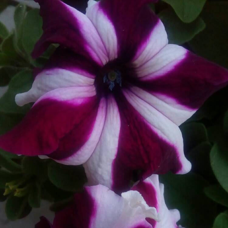 Plant image Petunia 'Frenzy Mix'