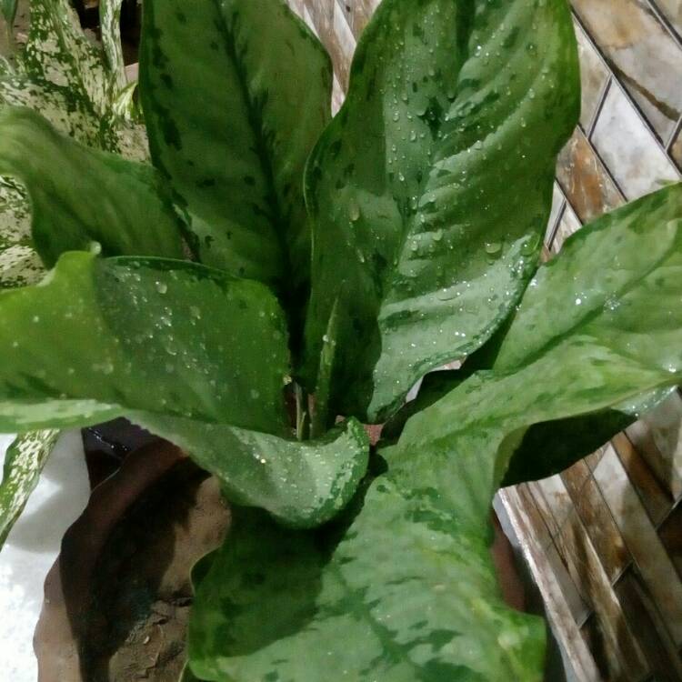 Plant image Aglaonema 'Silver King'