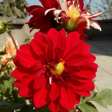 Dahlia 'Dahlinova Carolina Burgundy' (Bedding)