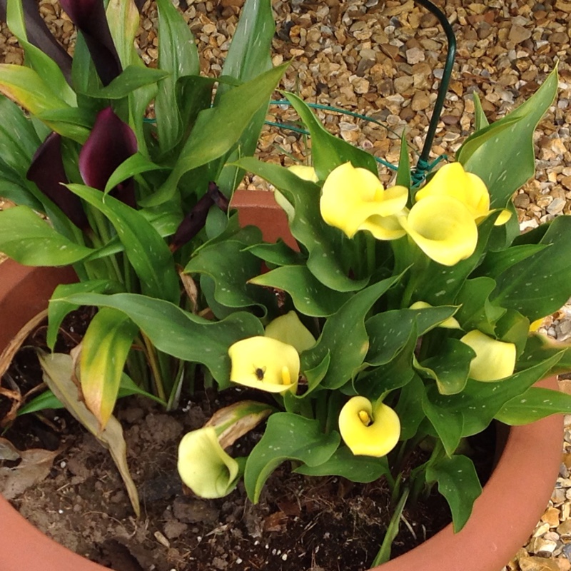 Calla lily 'Picasso'