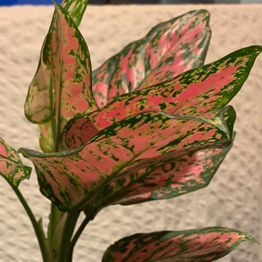 Aglaonema 'Pink Dalmatian ; syn. Aglaonema  commutatum 'Pink Dalmatian'