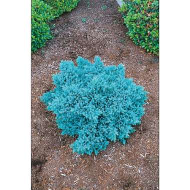 Flaky Juniper 'Blue Carpet'