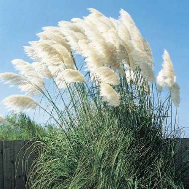 Pampas Grass