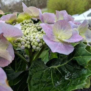 Hydrangea 'Mariesii Perfecta'