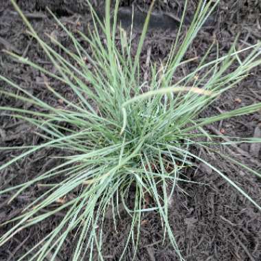 Lindheimer's Muhly Grass