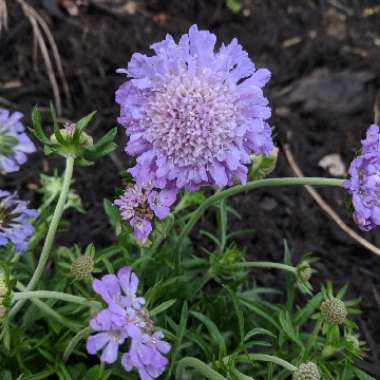 Scabious 'Butterfly Blue'