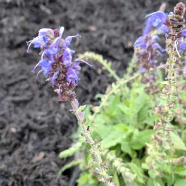 Salvia 'Mystic Spires'