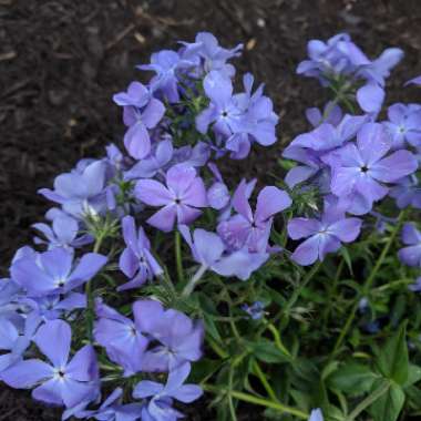 Phlox 'Blue Moon'