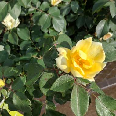 Rose 'Old Scotch Yellow'