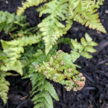 Korean Rock Fern