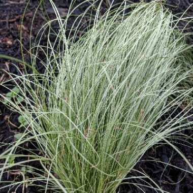 Mexican Feather Grass