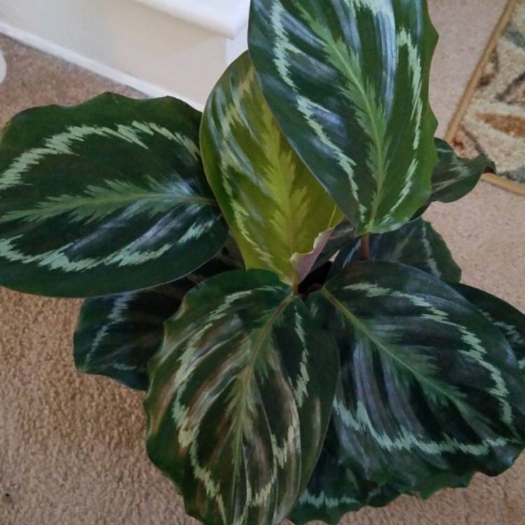 Plant image Calathea veitchiana