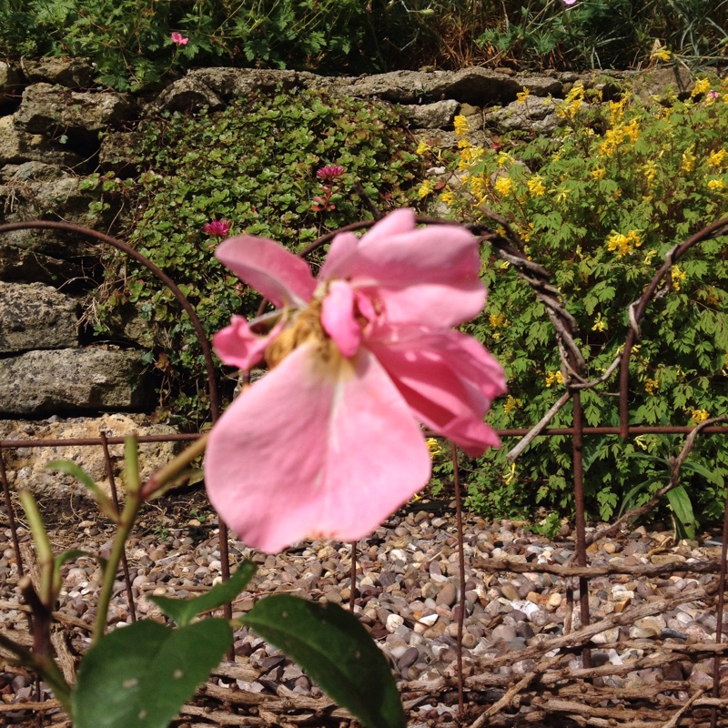 Plant image Rosa 'Fryracy'