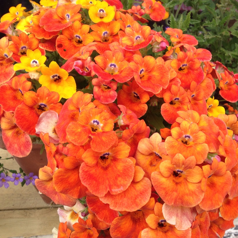 Plant image Nemesia nuvo 'Carmine'