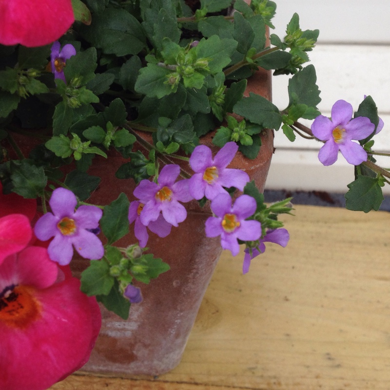 Plant image Bacopa Abunda 'Colossal White'