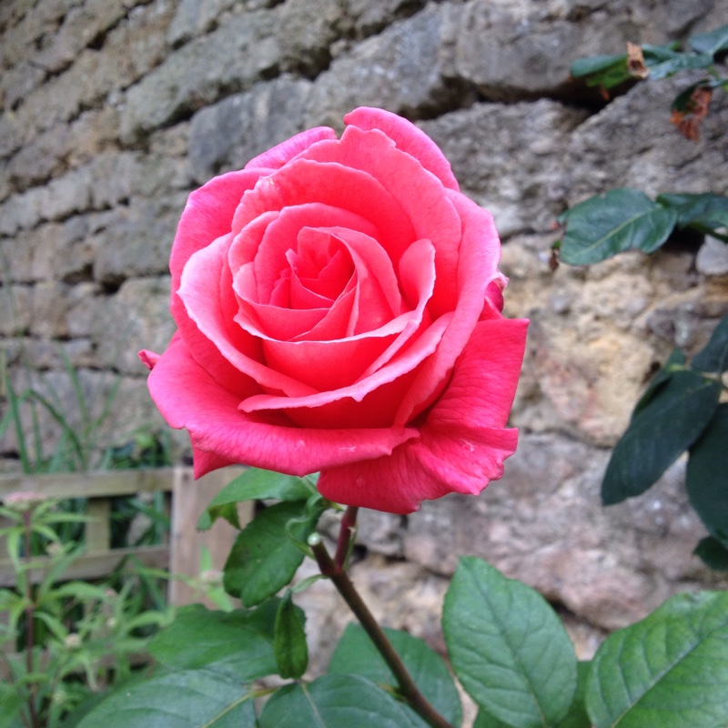 Plant image Rosa 'Leaping Salmon'