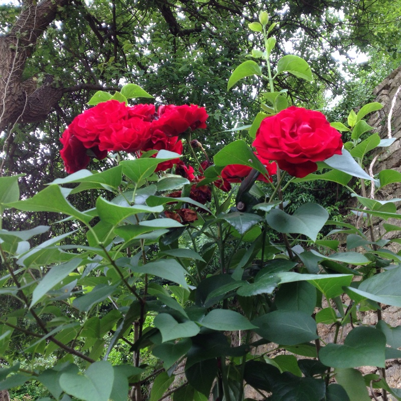 Rosa 'Macdub' syn. Rosa 'Dublin Bay'