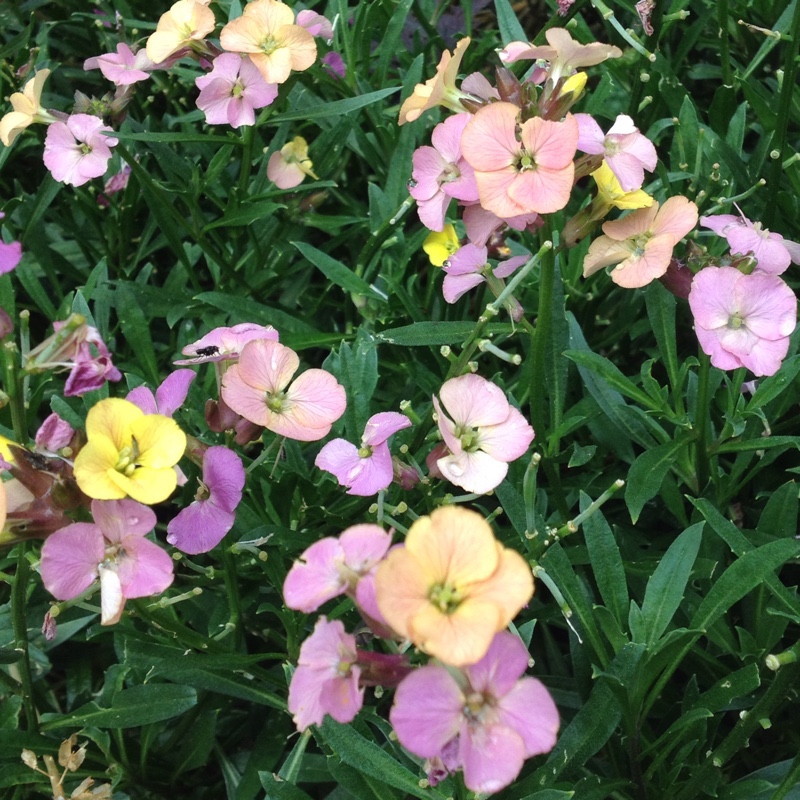 Plant image Erysimum 'Pastel Patchwork'