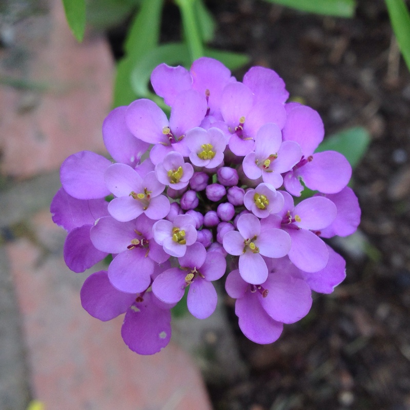 Plant image Iberis umbellata