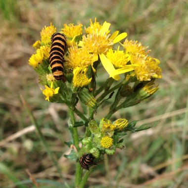 Senecio Jacobaea