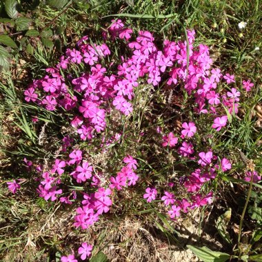 Moss Phlox 'McDaniel's Cushion'